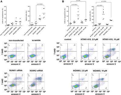 Inhibition of growth and contraction in human prostate stromal cells by silencing of NUAK1 and -2, and by the presumed NUAK inhibitors HTH01-015 and WZ4003